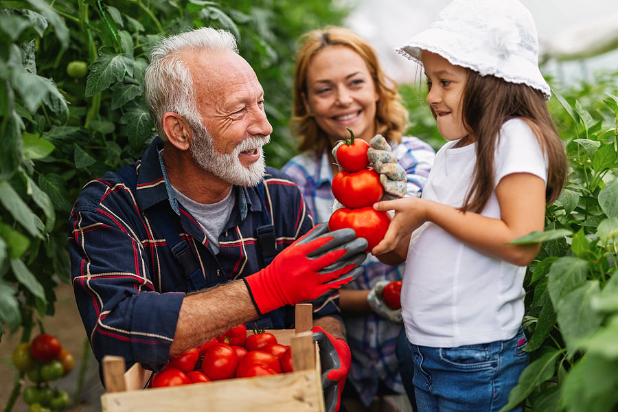 Family harvesting tomatoes together in a greenhouse